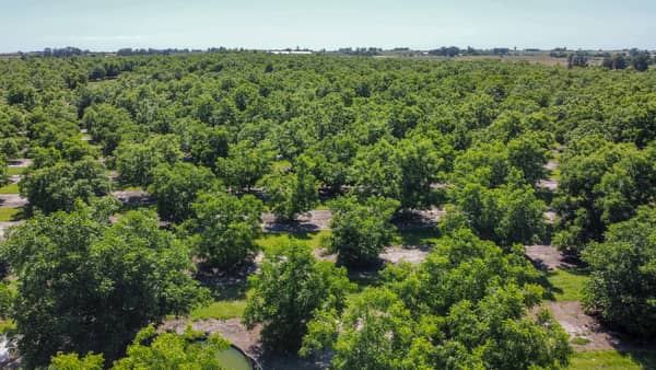 Plantación Nueces Pecán en Canelones, Uruguay